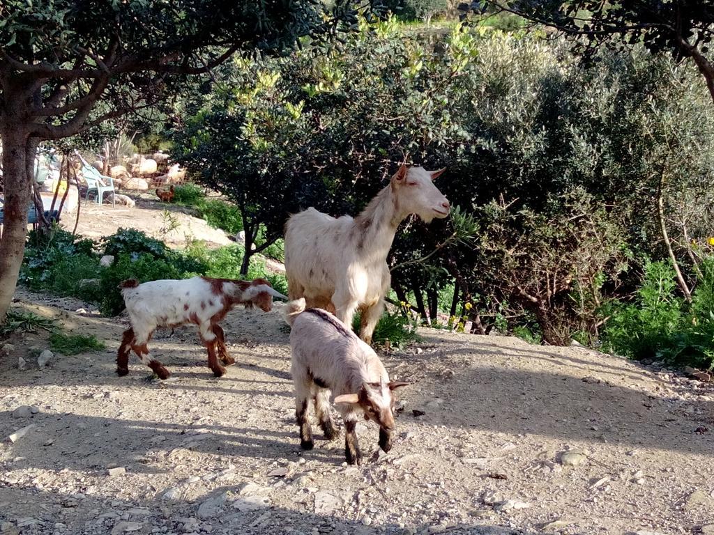 Keramos 호텔 자로스 외부 사진